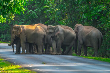 Elephants are large mammals and are the largest land animals. Wild elephants eat plants. They are...
