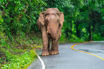 Obraz premium Elephants are large mammals and are the largest land animals. Wild elephants eat plants. They are big, have a small head, big legs, and have a trunk that reaches to the ground. That trunk is the nose.