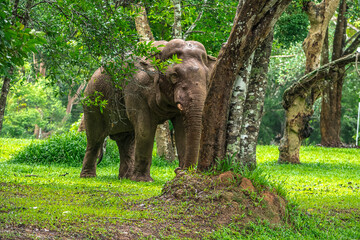 Elephants are large mammals and are the largest land animals. Wild elephants eat plants. They are...