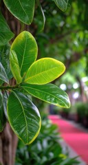 Fototapeta premium Close-up of vibrant green leaves with hints of yellow, set against a blurred background of lush foliage and a red path