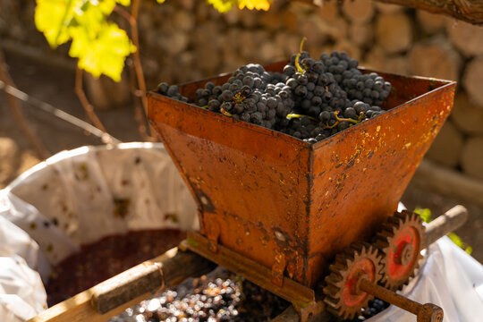 Vintage grape crusher filled with fresh black grapes sits in sunlight, surrounded by lush green vines and rustic stone wall, showcasing traditional winemaking process
