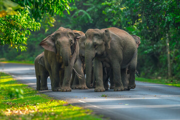 Elephants are large mammals and are the largest land animals. Wild elephants eat plants. They are...