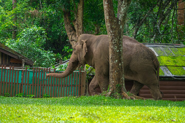 Elephants are large mammals and are the largest land animals. Wild elephants eat plants. They are...