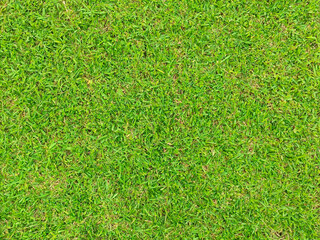 Fototapeta premium green grass background