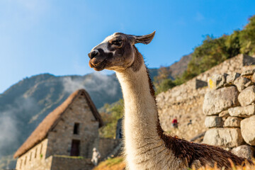Obraz premium Llama in Machu Picchu, Peru