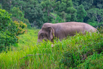 Fototapeta premium Elephants are large mammals and are the largest land animals. Wild elephants eat plants. They are big, have a small head, big legs, and have a trunk that reaches to the ground. That trunk is the nose.