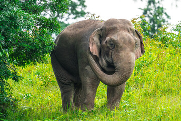 Elephants are large mammals and are the largest land animals. Wild elephants eat plants. They are...