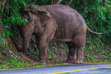 Elephants are large mammals and are the largest land animals. Wild elephants eat plants. They are...