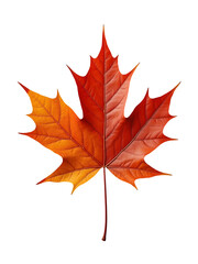 Fototapeta premium Vibrant red and orange maple leaf, capturing essence of autumn season change