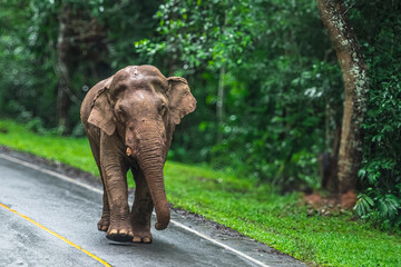 Elephants are large mammals and are the largest land animals. Wild elephants eat plants. They are...