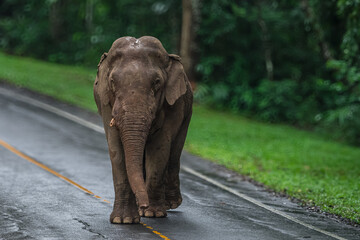 Elephants are large mammals and are the largest land animals. Wild elephants eat plants. They are...
