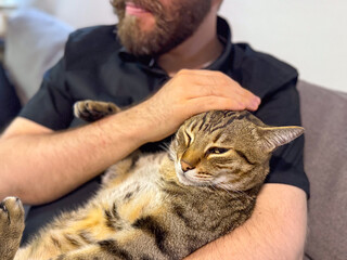 Close-up of a tabby cat resting in human arms. Calmness, trust, and the peaceful bond between...
