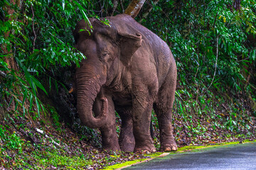 Elephants are large mammals and are the largest land animals. Wild elephants eat plants. They are...