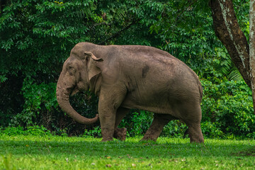 Elephants are large mammals and are the largest land animals. Wild elephants eat plants. They are...