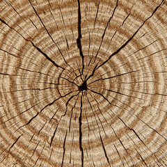 Fototapeta premium Detailed close-up of a weathered tree stump with prominent concentric growth rings and cracks