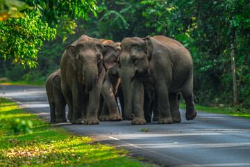 Elephants are large mammals and are the largest land animals. Wild elephants eat plants. They are...