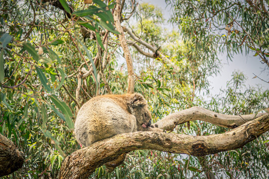 Relaxing Koala Sleeping Peacefully on a Tree Branch Amidst Green Foliage