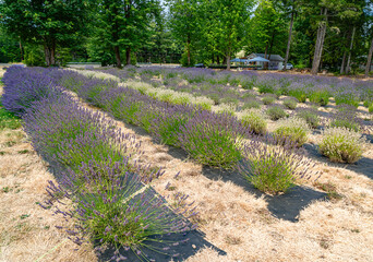 Lavender_Field_Rows