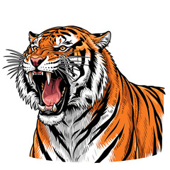 Fototapeta premium A snarling tiger's head, intensely detailed, showcases its powerful jaws and striking orange and black stripes against a white background.