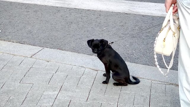 Petit Brabancon black Small Dog On Leash at a pedestrian crossing