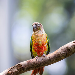 parrot on a branch