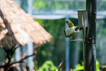 parrot on a cctv camera