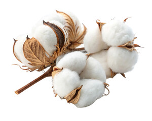 A white flowers with cotton on white background