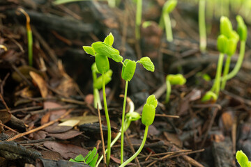 Close-up of tree seedlings,small green plant is growing in the dirt. The plant is small and has a lot of leaves