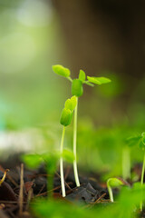 Close-up of tree seedlings,small green plant is growing in the dirt. The plant is small and has a lot of leaves