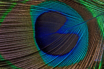 Macro peacock feather texture,Abstract peacock feather, macro close up. Vivid exotic bird feather...