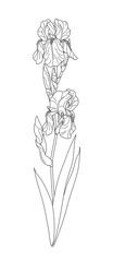 Flowering Iris with Leaves Outline Drawing