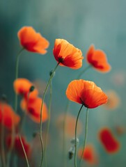 Naklejka premium Soft blurred photography of wild poppies swaying in nature's embrace closeup view tranquil environment