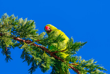 Vibrant green parrot perches amidst lush green foliage against a clear blue sky. Parrot nestled in a tree, a striking contrast of vibrant green against blue backdrop