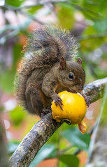 Squirrel Eating Persimmon on a Tree Branch