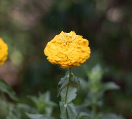 Macro photo of a flower