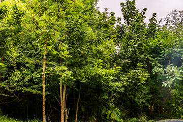Paisaje en Bulnes, Picos de Europa.