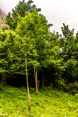 Paisaje en Bulnes, Picos de Europa.