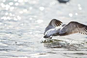 Bird taking flight from water