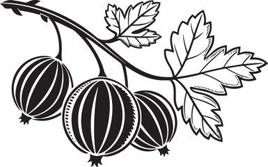 Black and white illustration of gooseberries on a branch with leaves © monirul