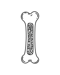 Diagram of a long bone showing internal structure