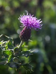 The delicate purple flowers and prickly darg green leaves of a field thistle, Cirsium arvense.