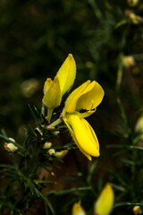 Close up of the vivid yellow flowers of Common Gorse, Ulex Europaeus