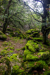 A moss covered abandoned dry wall in the ancient oak forests of Northern Wales in Eryri National Park