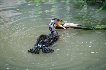 great crested grebe