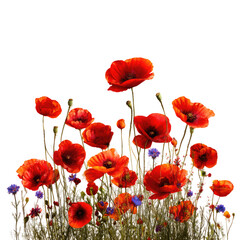 Obraz premium Vibrant poppy field
