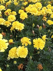 yellow flowers in the garden