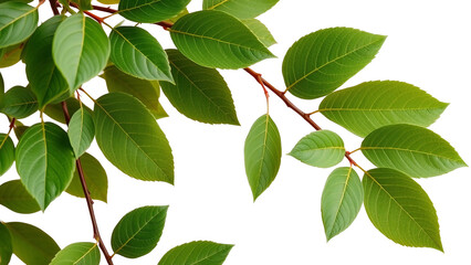 Fototapeta premium Zweig mit frischen, grünen Blättern auf transparentem Hintergrund – ideal als freistehendes Element für Naturdesigns.