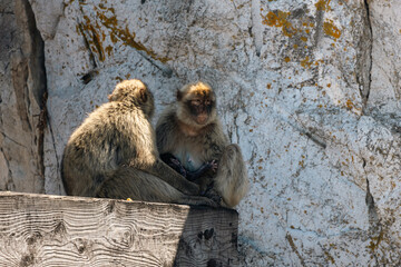 Barbary Macaque in Gibraltar