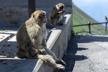 Barbary Macaque in Gibraltar