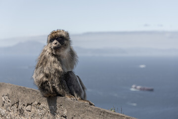 Barbary Macaque in Gibraltar